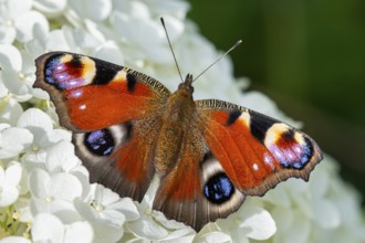 Peacock butterfly (Aglais io), Vechta, Lower Saxony, Germany
