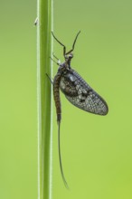 Ephemera danica or Danish mayfly (Ephemera danica), Ahlhorn, Lower Saxony, Germany