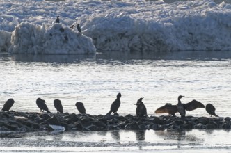 Cormorants on rocks and on icebergs on the Elbe in the area of the federal waterway near Geesthacht