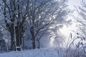 Hiking trail, Unterer Warwischer Wasserweg, in the snow on a hazy winter day in Hamburg's Vier- und