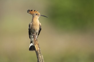 Hoopoe (Upupa epops), Faßberg, Lower Saxony, Germany