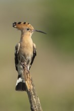 Hoopoe (Upupa epops), Faßberg, Lower Saxony, Germany