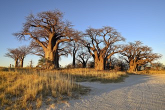 Baines Baobabs, baobab or baobab trees (Adansonia digitata), Kudiakam Pan, Nxai Pan National Park,