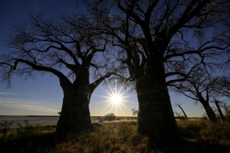 Baines Baobabs, baobab or baobab trees (Adansonia digitata) in the last daylight, Kudiakam Pan,