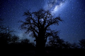 Starry sky above a baobab or baobab tree (Adansonia digitata), Kudiakam Pan, Nxai Pan National