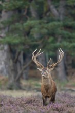 Red deer (Cervus elaphus), rut, Hoenderloo, Gelderland, Netherlands