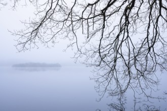 Ahlhorn fish ponds in fog, Ahlhorn, Lower Saxony, Germany