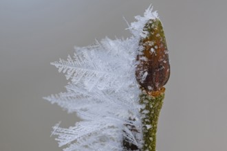 Hoarfrost on a branch with a bud, Colnrade, Lower Saxony, Germany