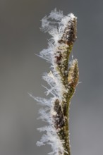 Hoarfrost on a branch with a bud, Colnrade, Lower Saxony, Germany