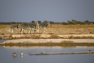 Plains zebra (Equus quagga) at the Nxai Pan waterhole, Nxai Pan National Park, near Gweta, Central
