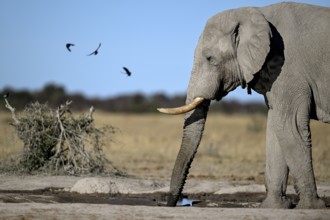 African elephant (Loxodonta africana), Nxai Pan National Park, near Gweta, Central District,