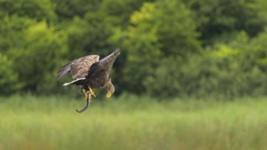 White-tailed eagle (Haliaeetus albicilla), in flight over a landscape of reeds and lakes with prey