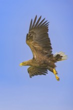 White-tailed eagle (Haliaeetus albicilla), in flight against a blue sky, Mecklenburg-Western