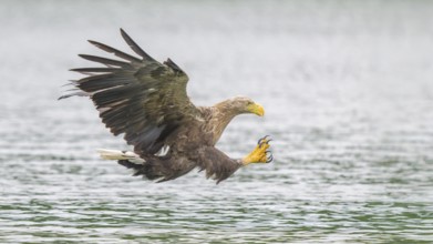 White-tailed eagle (Haliaeetus albicilla), in flight grabbing its prey, Mecklenburg-Western