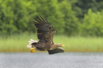 White-tailed eagle (Haliaeetus albicilla), in flight over a landscape of reeds and lakes,