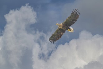 White-tailed eagle (Haliaeetus albicilla), in flight in front of thunderclouds, Mecklenburg-Western
