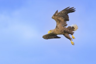 White-tailed eagle (Haliaeetus albicilla), in flight against a blue sky with clouds,
