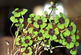 Four-leaf clover, symbol of luck, Germany