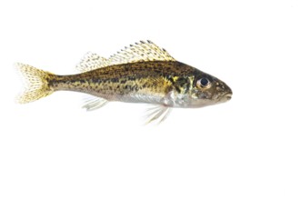 Ruffe (Gymnocephalus cernua), fish, free-ranging, Vechta, Lower Saxony, Germany