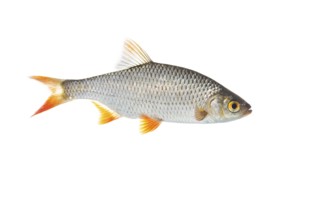 Rudd (Scardinius erythrophthalmus), fish, cut out, Vechta, Lower Saxony, Germany