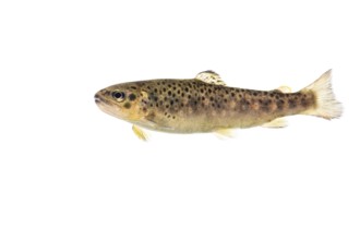 Brown trout (Salmo trutta fario), Fish, Freisteller, Vechta, Lower Saxony, Germany