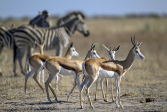 Springbok (Antidorcas hofmeyri) and plains zebra (Equus quagga) at the Nxai Pan waterhole, Nxai Pan