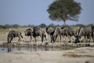 Blue wildebeest (Connochaetes taurinus) at the Nxai Pan waterhole, Nxai Pan National Park, near