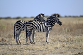 Plains zebra (Equus quagga), Nxai Pan National Park, near Gweta, Central District, Botswana