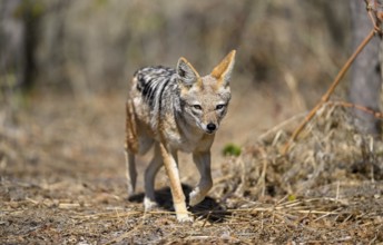 Black-backed jackal (Lupulella mesomelas), Nxai Pan National Park, near Gweta, Central District,