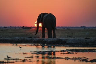African elephant (Loxodonta africana), blue hour at Nxai Pan waterhole, sunset, Nxai Pan National