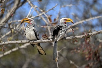 Southern yellow-billed tocos (Tockus leucomelas), Nxai Pan National Park, near Gweta, Central