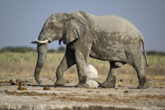 African elephant (Loxodonta africana), Nxai Pan National Park, near Gweta, Central District,