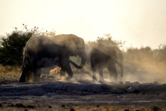 African elephants (Loxodonta africana), blue hour at sand bathing, Nxai Pan National Park, near