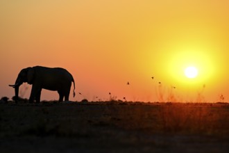 African elephant (Loxodonta africana), blue hour at Nxai Pan waterhole, sunset, Nxai Pan National
