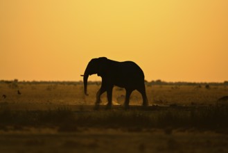 African elephant (Loxodonta africana), blue hour at the Nxai Pan waterhole, Nxai Pan National Park,