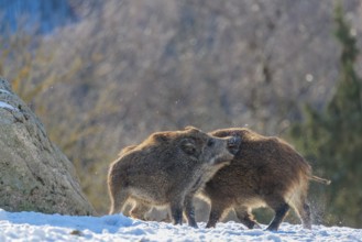 Two young wild boars (Sus scrofa) wrestle with each other in the backlight of the sun in a clearing