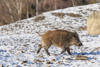 A young wild boar (Sus scrofa) runs across a snow-covered clearing on a sunny day. Bavaria, Germany