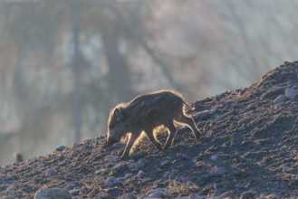 A wild boar piglet (Sus scrofa) runs across a clearing against the light of the sun, searching for