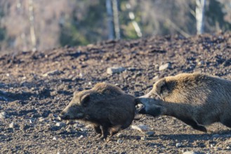 An adult wild boar (Sus scrofa) runs after a young animal and attacks it. A forest can be seen in