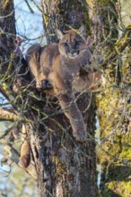 An adult female cougar (Puma concolor) rests high up in an oak tree on a sunny, cold winter day