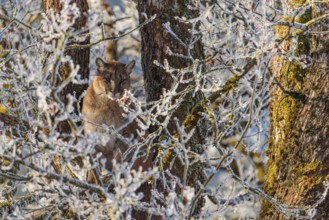 An adult female cougar (Puma concolor) sits high up in a frost-covered oak tree on a sunny, cold