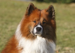 Large Elo (Canis lupus familiaris), male 3 years, portrait, North Rhine-Westphalia, Germany
