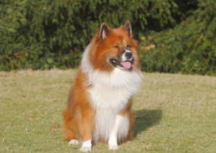 Large Elo (Canis lupus familiaris), 3 years old, sitting on a meadow, North Rhine-Westphalia,