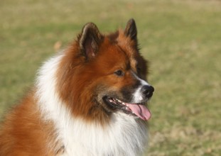 Large Elo (Canis lupus familiaris), male 3 years portrait, side view, North Rhine-Westphalia,