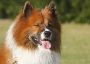 Large Elo (Canis lupus familiaris), male dog, 3 years, portrait, North Rhine-Westphalia, Germany