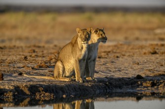 Two lionesses (Panthera leo) in the morning light at the Nxai Pan waterhole, Nxai Pan National