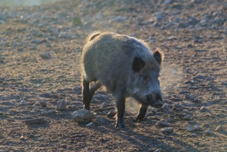 A wild boar (Sus scrofa), runs backlit by the sun across a clearing. Bavaria, Germany
