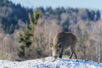 A young wild boar (Sus scrofa) searches for food on a snow-covered hill, backlit by the sun. A