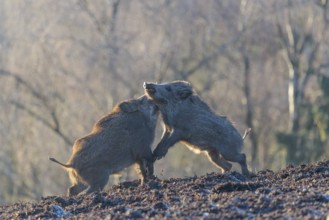 Two young wild boars (Sus scrofa) wrestle with each other in the backlight of the sun in a clearing