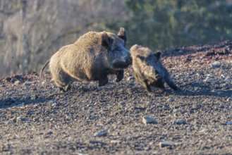 An adult wild boar (Sus scrofa) runs after a young animal and attacks it. A forest can be seen in